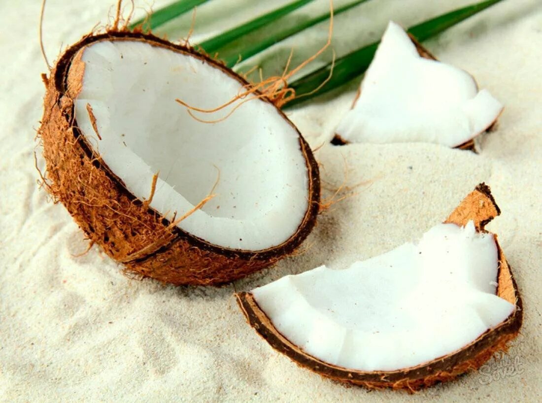 The coconut