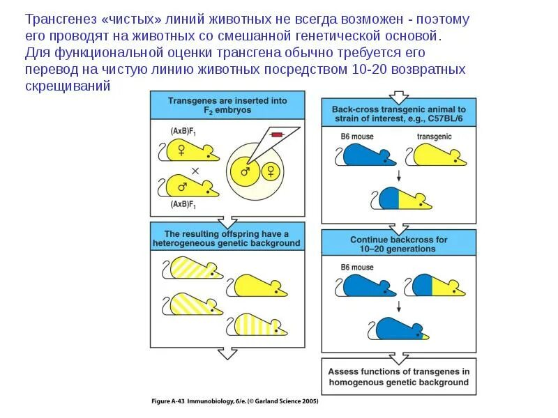 Трансгенез животных. Этапы трансгенеза. Схема трансгенеза. Трансгенез генная инженерия. Генетически чистые линии