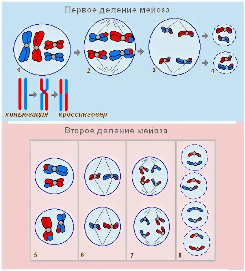 Деление мейоза кроссинговер. Редупликация митоз или мейоз. Парные одинаковые хромосомы