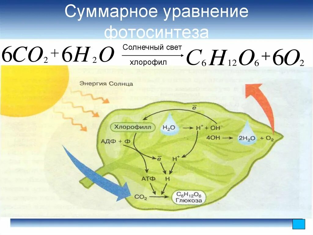 Co2 h2o фотосинтез. Формула фотосинтеза биология. Общее уравнение реакции фотосинтеза. Фотосинтез общая формула реакции фотосинтеза. Уравнение химической реакции фотосинтеза.