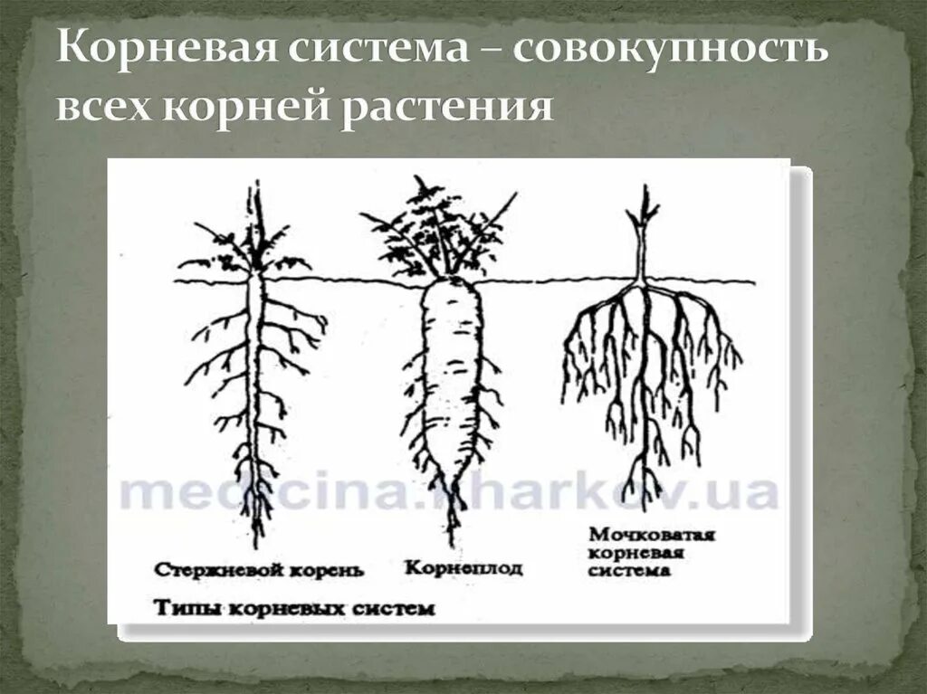 Видео корневых. Корневая система. Типы корневых систем. Корневые системы растений. Разнообразие корневой системы.