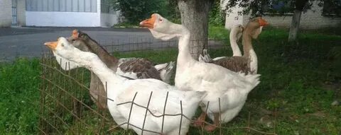 Холмогорские гуси воронежская область