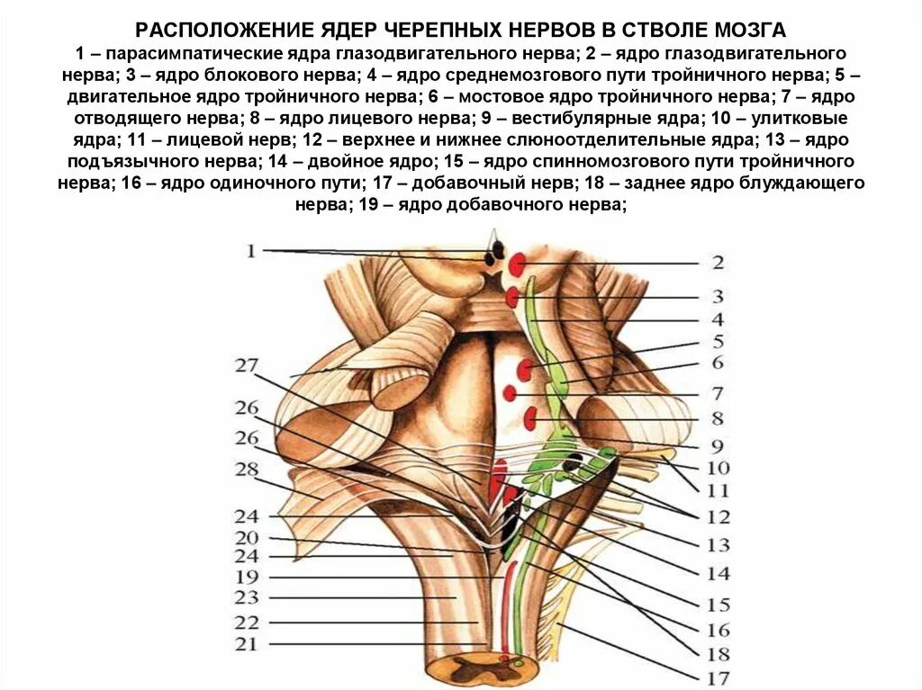 Расположение ядер черепных нервов в стволе. Проекция ядер черепно-мозговых нервов. Ядра 9 пары черепных нервов находятся. Расположение двигательных ядер черепно-мозговых нервов.