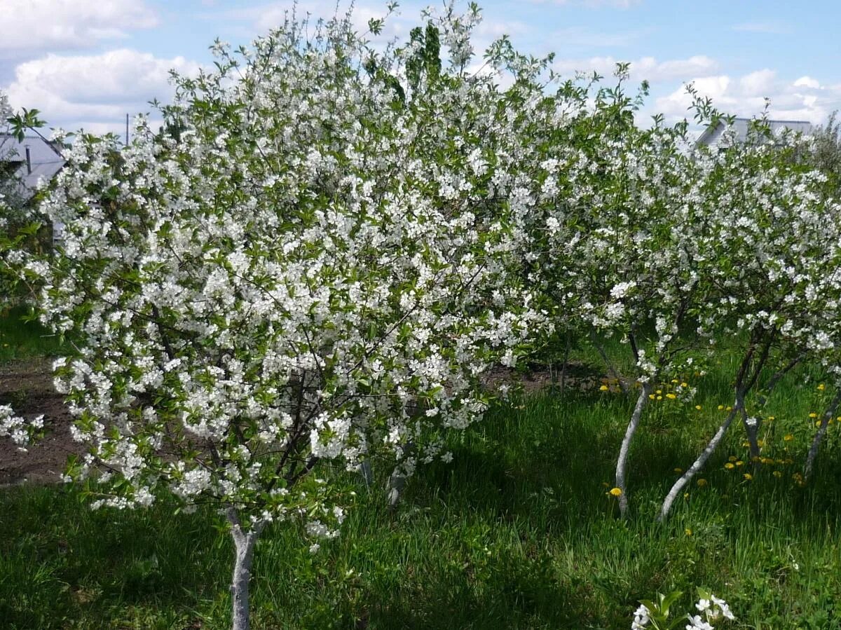Посадка вишни сорта