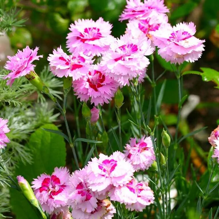 Посадка гвоздики перистой. Гвоздика перистая Садовая. Гвоздика перистая (Dianthus plumarius `Desmond`). Гвоздика перистая Maggie. Гвоздика перистая Балатон.