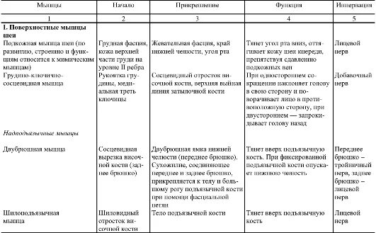 Начало прикрепление функции мышц