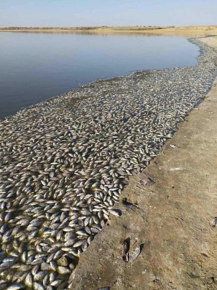 Погибло много рыбы. Водохранилище Аршань-Зельмень. Водохранилище Аршань-Зельмень в Калмыкии. Озеро Аршань Зельмень. Калмыкия Аршань Зельмень озеро.