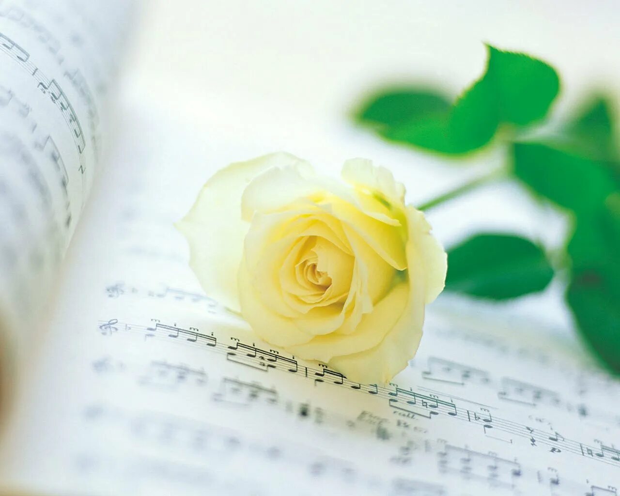 Белые цветы музыка. Ноты и цветы. Розы и Ноты. Открытки с нотами и цветами. Красивый фон с нотами и цветами.