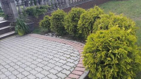 Голден глоб в ландшафтном дизайне