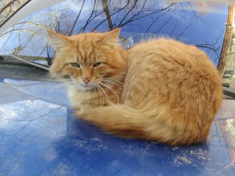 рыжий кот молодой. рыжий кот в доме. европейская короткошерстная табби рыжий. прибился рыжий кот. прибился рыжий кот.