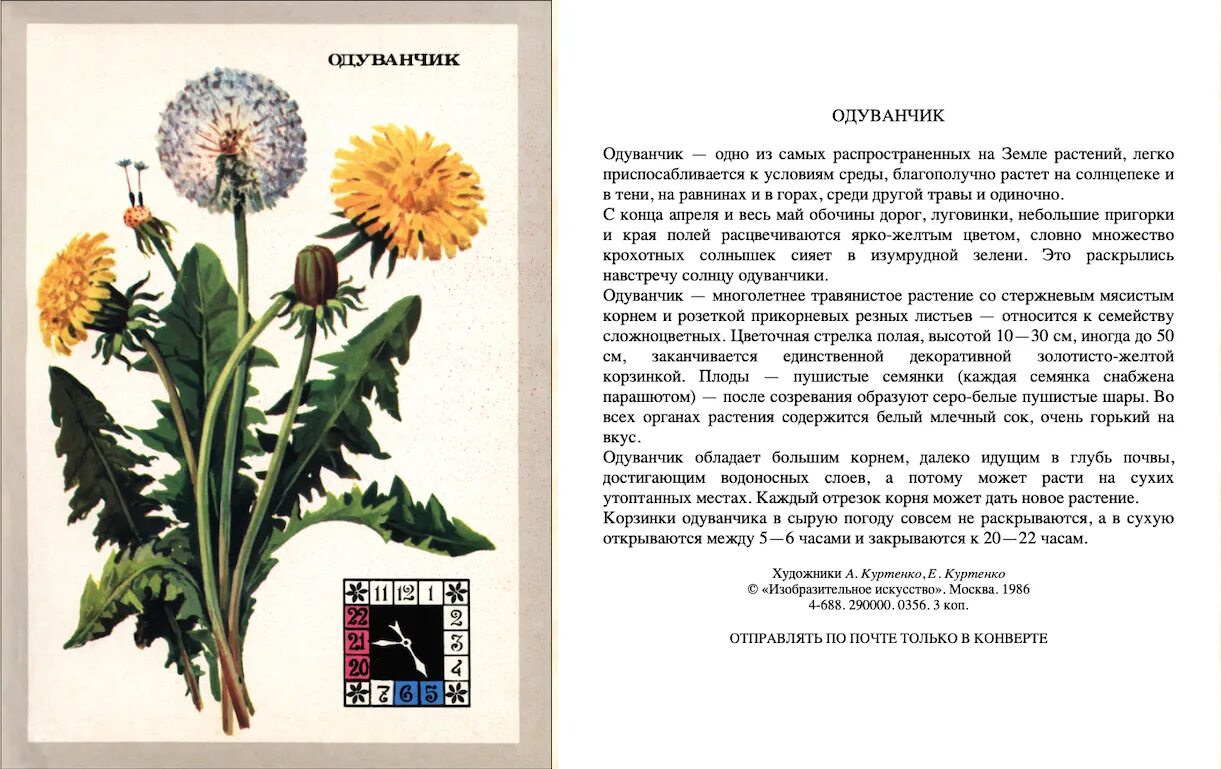 Научное название одуванчика