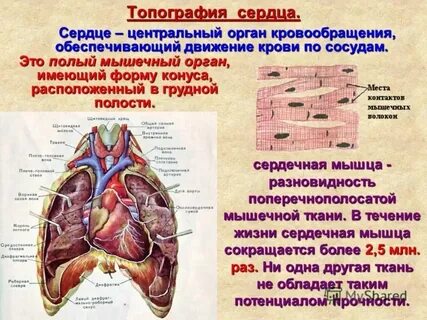 Топография сердца анатомия