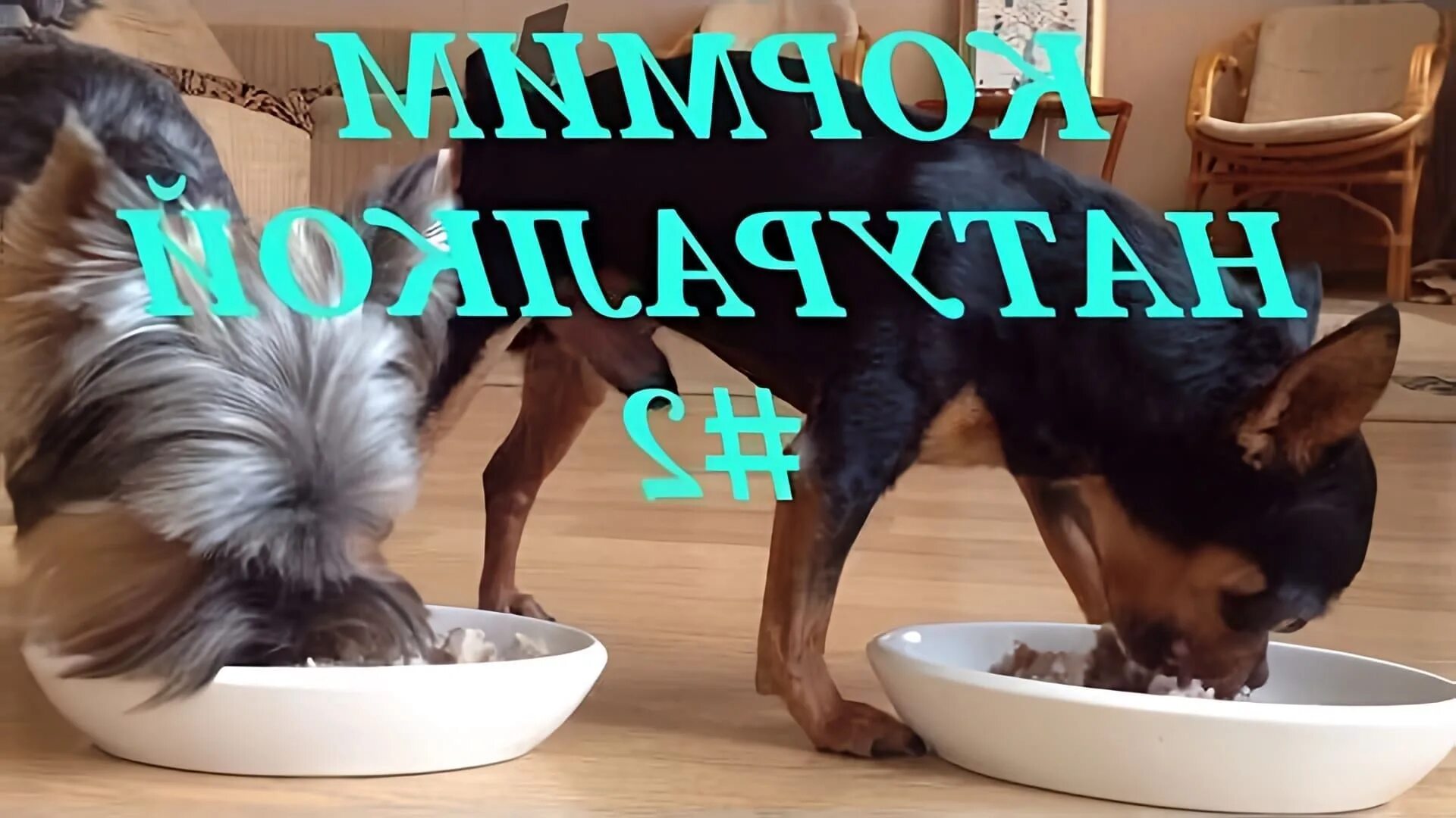 Что можно йорку из натуралки. Еда для собак натуралка. Натуралка для йорка. Рацион питания йорка. Натуралка для собак.