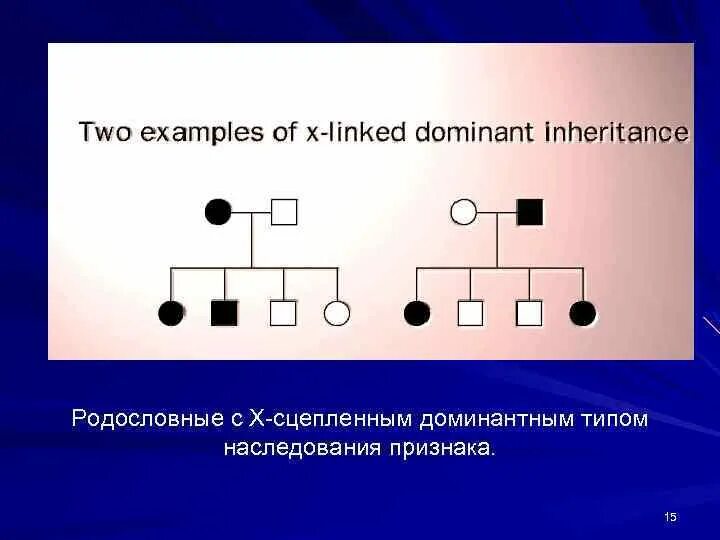 Y сцепленный тип наследования примеры Генетика. Задачи на генеалогический метод.