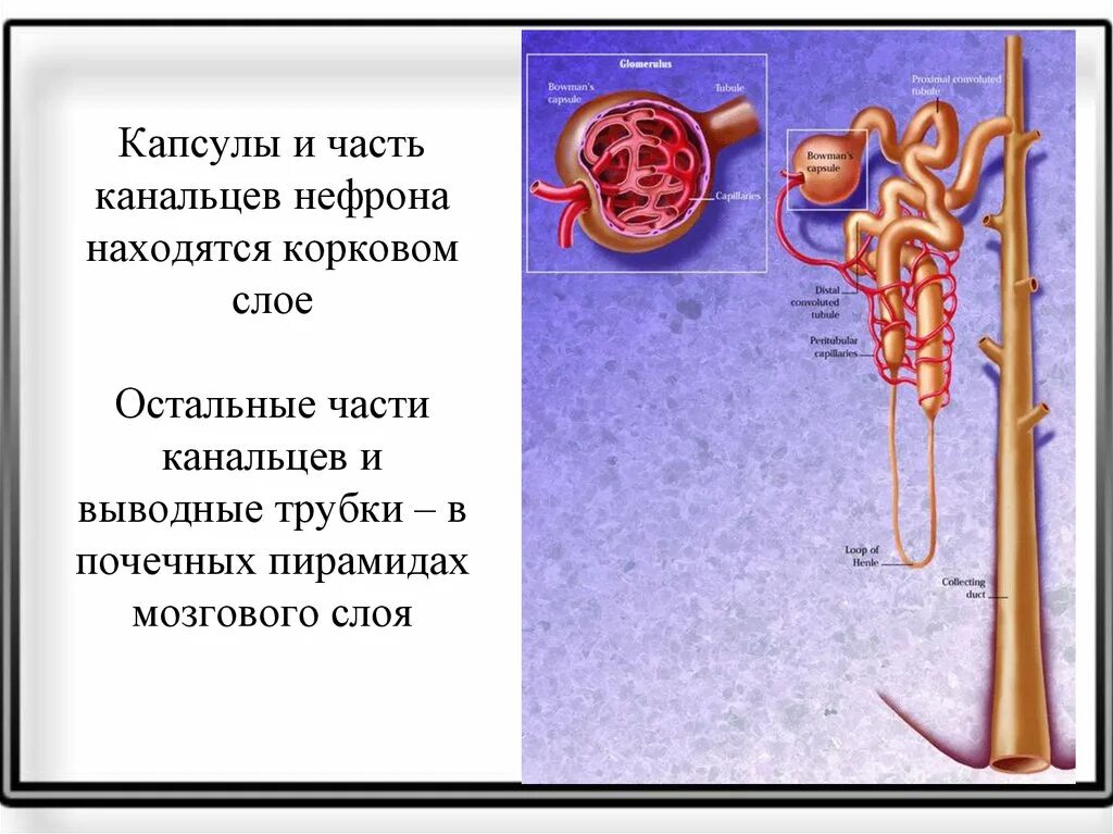 Где находятся капсулы нефрона. Капсулы нефронов находятся в мозговом слое почки. В каком слое почки находятся капсулы нефронов. Нефрон и капсула нефрона. Почечные канальцы в пирамидах почки.