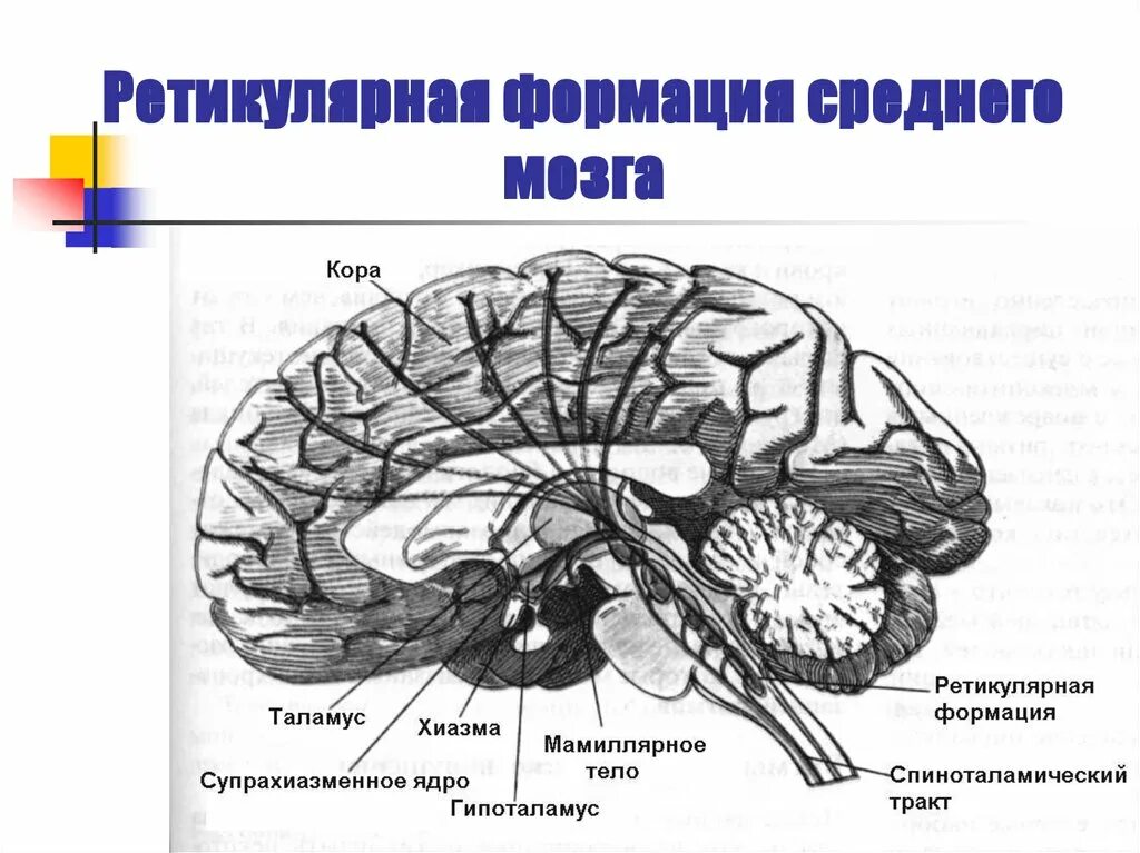 Ретикулярная формация функции. Ретикулярная формация головного мозга. Ретикулярная формация физиология. Ретикулярные ядра ствола мозга.