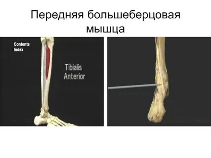 Сухожилие большеберцовой мышцы