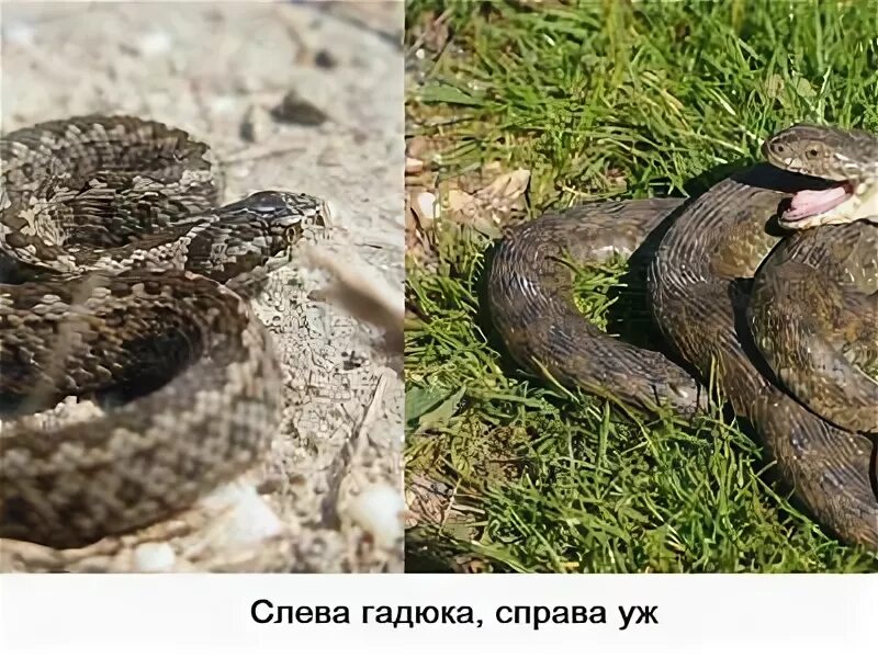Уж и гадюка. Гадюка обыкновенная и уж обыкновенный. Сходство змей гадюки и ужа. Отличие червяги от гадюки. Гадюка обыкновенная и уж.
