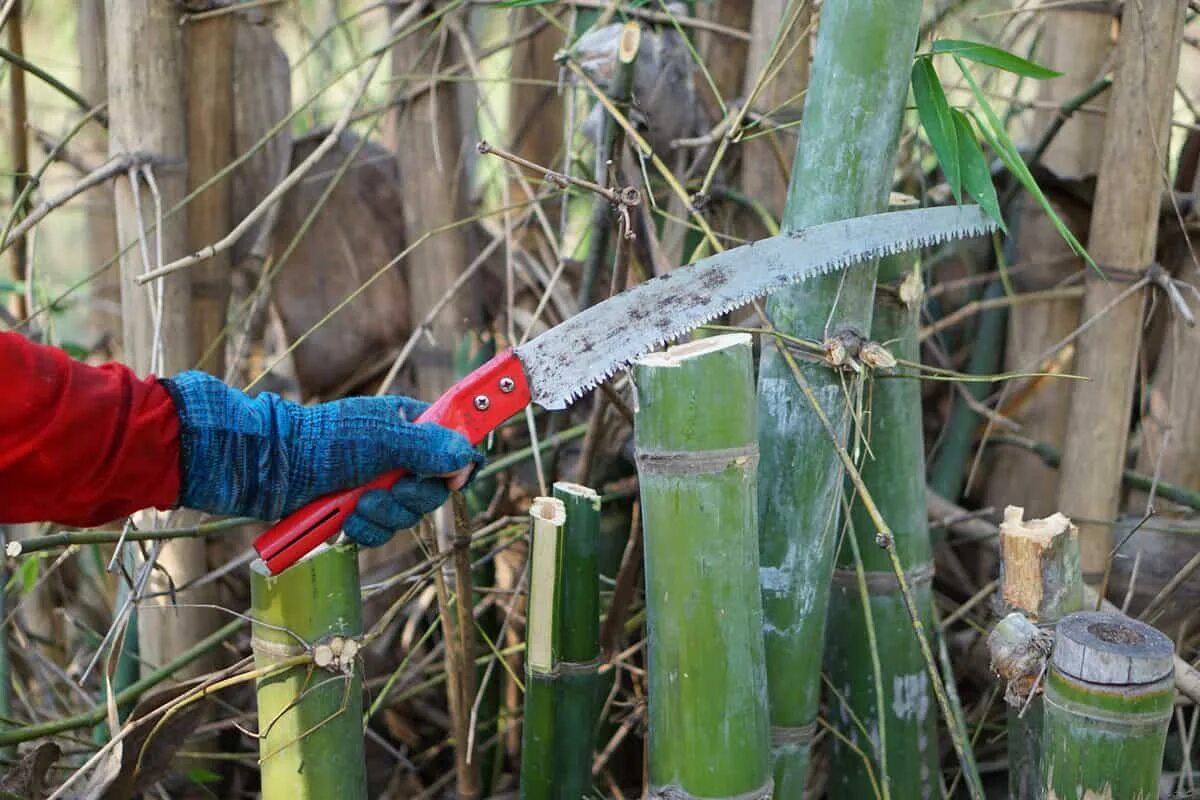 Cutting green. Cut Bamboo.