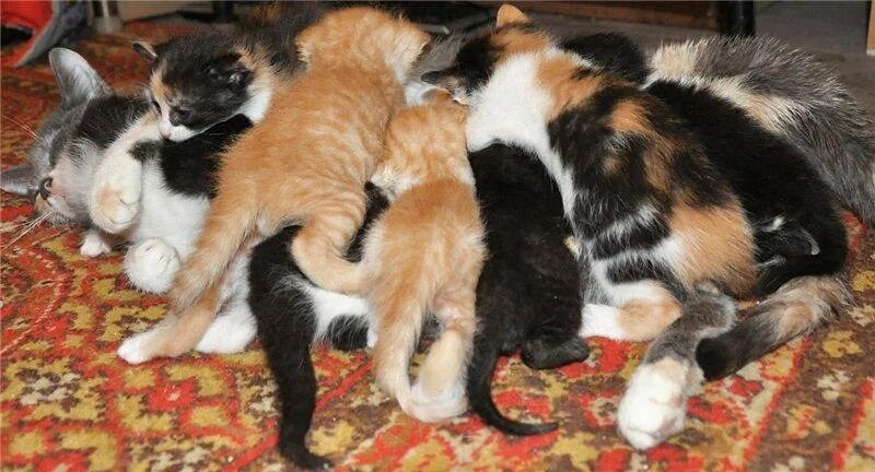 Могут ли у кошки родиться. Трехцветная кошка с котятами. Котята черный белый рыжий. Котята от трехцветной кошки. Родились трехцветные котята.