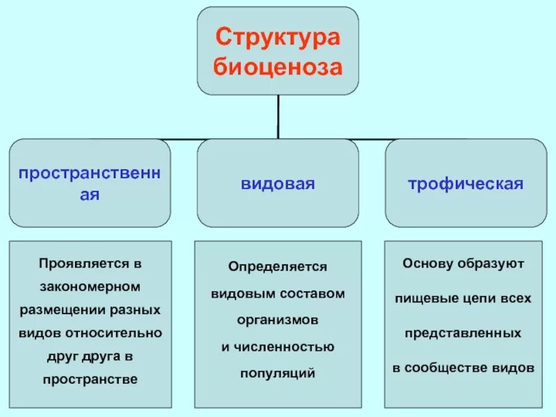 Трофическая структура сообщества. Трофическая структура биогеоценоза это. Трофическая структура биоценоза. Структура биоценоза схема.