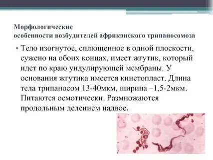 Действие возбудителя