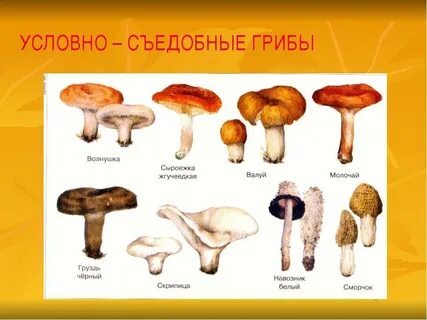 Какие съедобные грибы можно есть