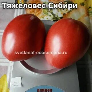 Тяжеловес сибири томат описание отзывы и фото