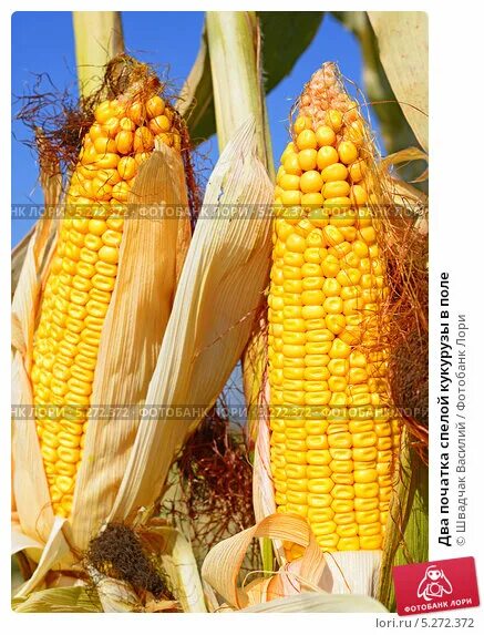 Початок 2. Спелая кукуруза в початках. Поле кукурузы с початками. Кукурузное поле с початками. Спелая кукуруза в початках фото.