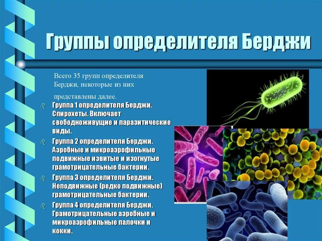 Черты бактерий. Классификация бактерий Берджи. Берджи классификация микроорганизмов. Определитель бактерий Берджи. Определитель прокариот по Берджи.