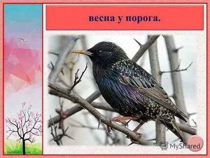 Увидел скворца