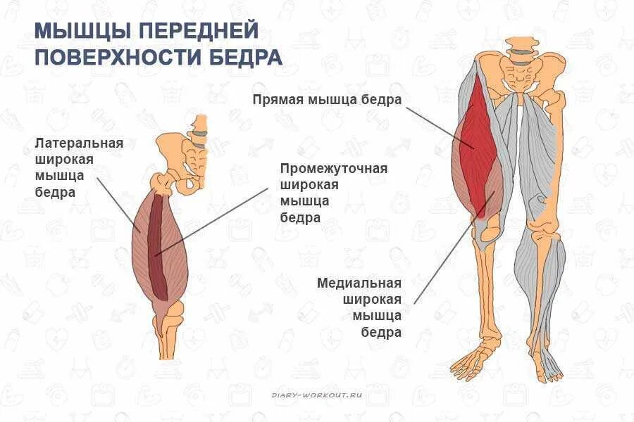 Латеральная широкая мышца бедра анатомия. Медиальная широкая мышца бедра. Мышцы латеральной поверхности бедра. Передняя поверхность бедра мышцы