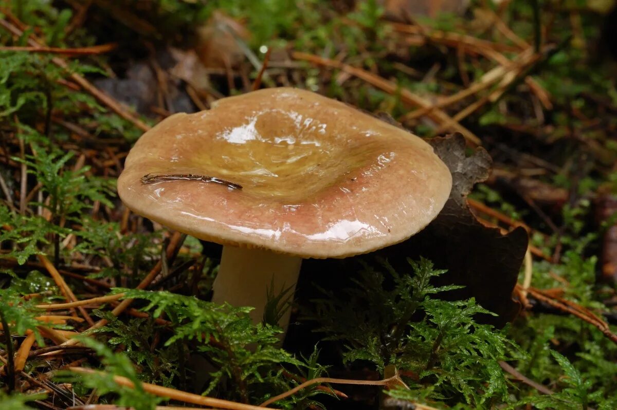 Говорушка снежная (Rhizocybe pruinosa) растёт с апреля до конца мая на почве в х