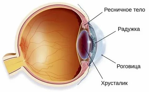 Ресничные глаза