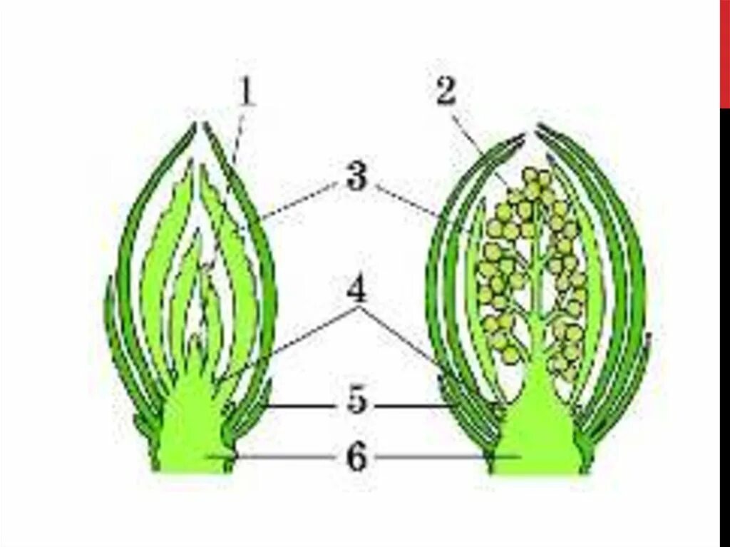 На рисунке 2 изображено строение почки. Схема строения почки без обозначений. Строение почек и расположение их на стебле. Карточки по биологии по теме побег. Схема строения почки 6 класс.