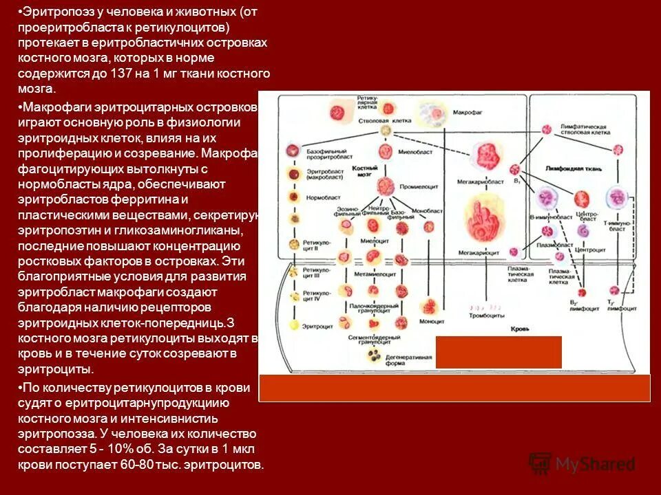 Печень образование эритроцитов. Формирование эритроцитов. Формирование эритроцитов в костном мозге. Клетки эритропоэза. Схема эритропоэза.