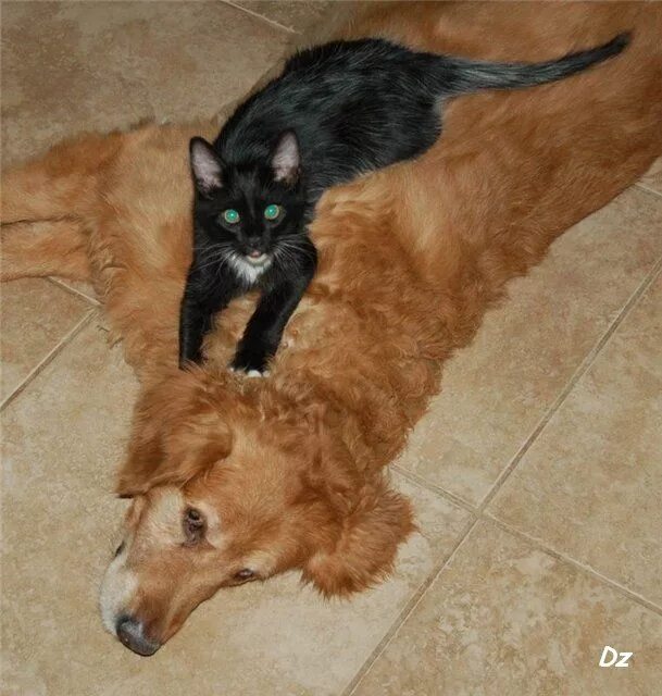 Кот держит собак. Кошки и собаки. кошка с собакой сидят. кошка и собака картинки. кошки и собаки приколы.