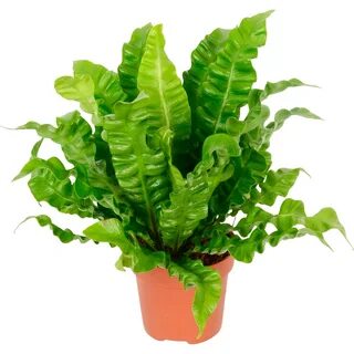 Plant wave