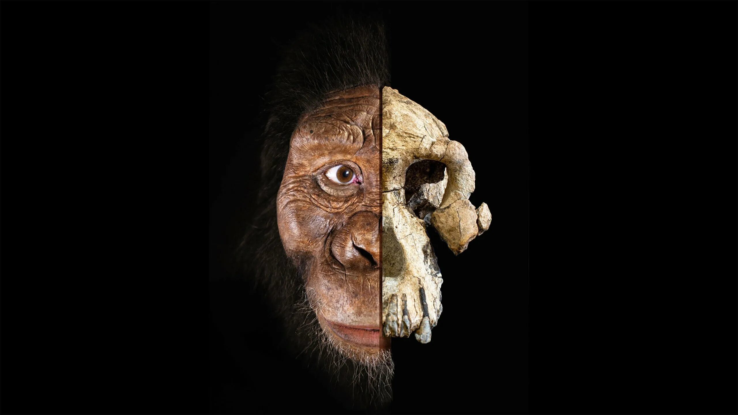 Человек 1 млн лет назад. Australopithecus anamensis. Австралопитек афарский Люси. Гоминид Люси. Австралопитек афарский фото.