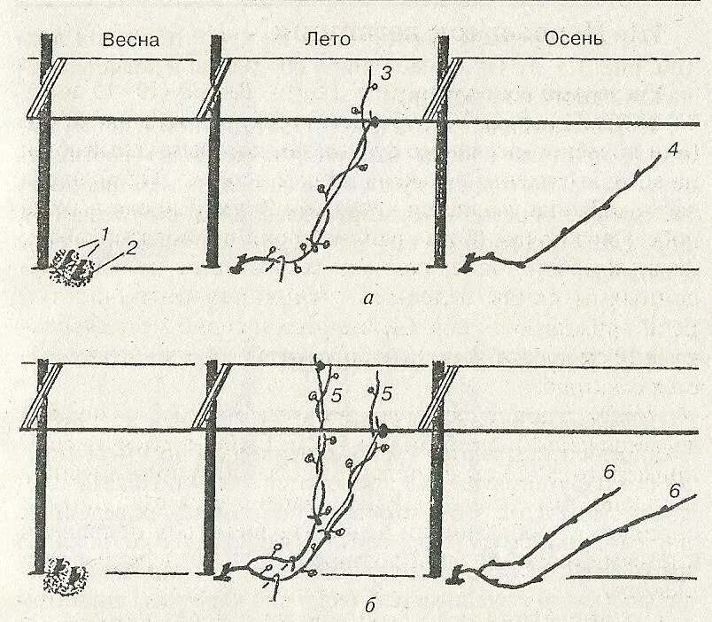 Двухрукавная формировка винограда. Обрезка однолетних кустов винограда. Формировка куста винограда для начинающих. Как обрезать виноград осенью перед укрытием на зиму.