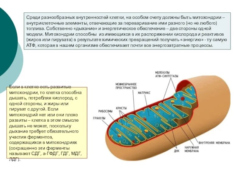 Митохондрии состав строение и функции. Строение крист митохондрий. Внутренняя мембрана митохондрий это матрикс. Функции наружной мембраны митохондрий. Митохондрии двухмембранный органоид.