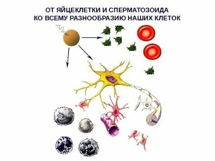 Внедрение клетки