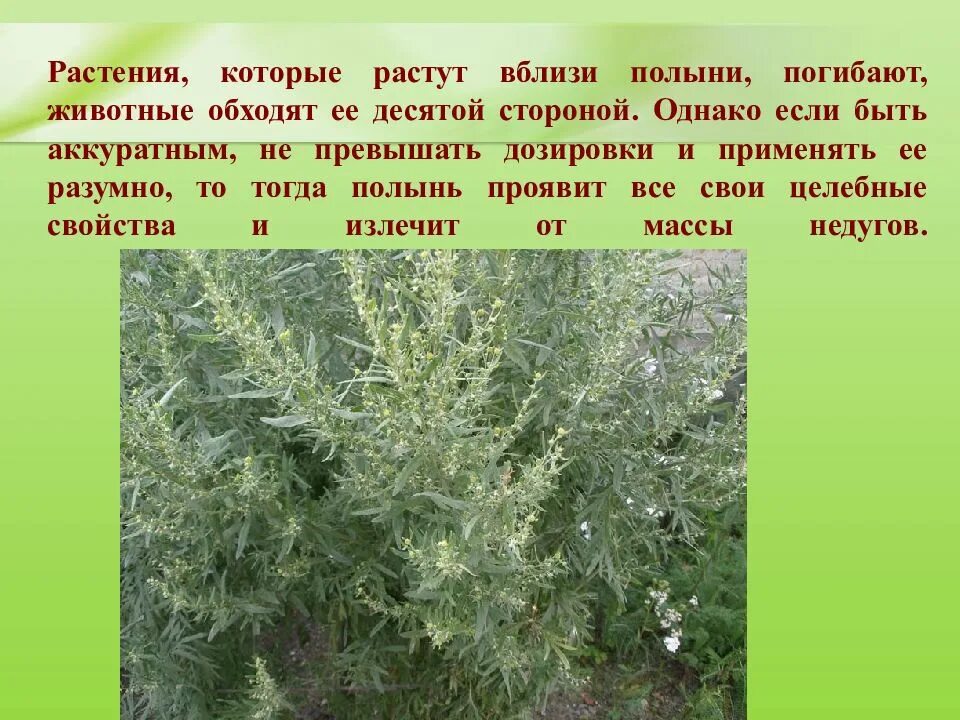 Где обитает полынь. Полынь двудомная полынь горькая. Полынь семейство астровые. Полынь чернобыльник artemisia vulgaris. Полынь обыкновенная чернобыльник серебристая.