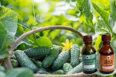 Применение огурцов