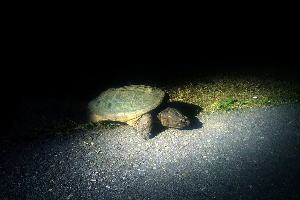 Посмотрим черепахи. Черепахи. Мир на черепахе. Черепаха в темноте. Черепаха в Ладожском озере.
