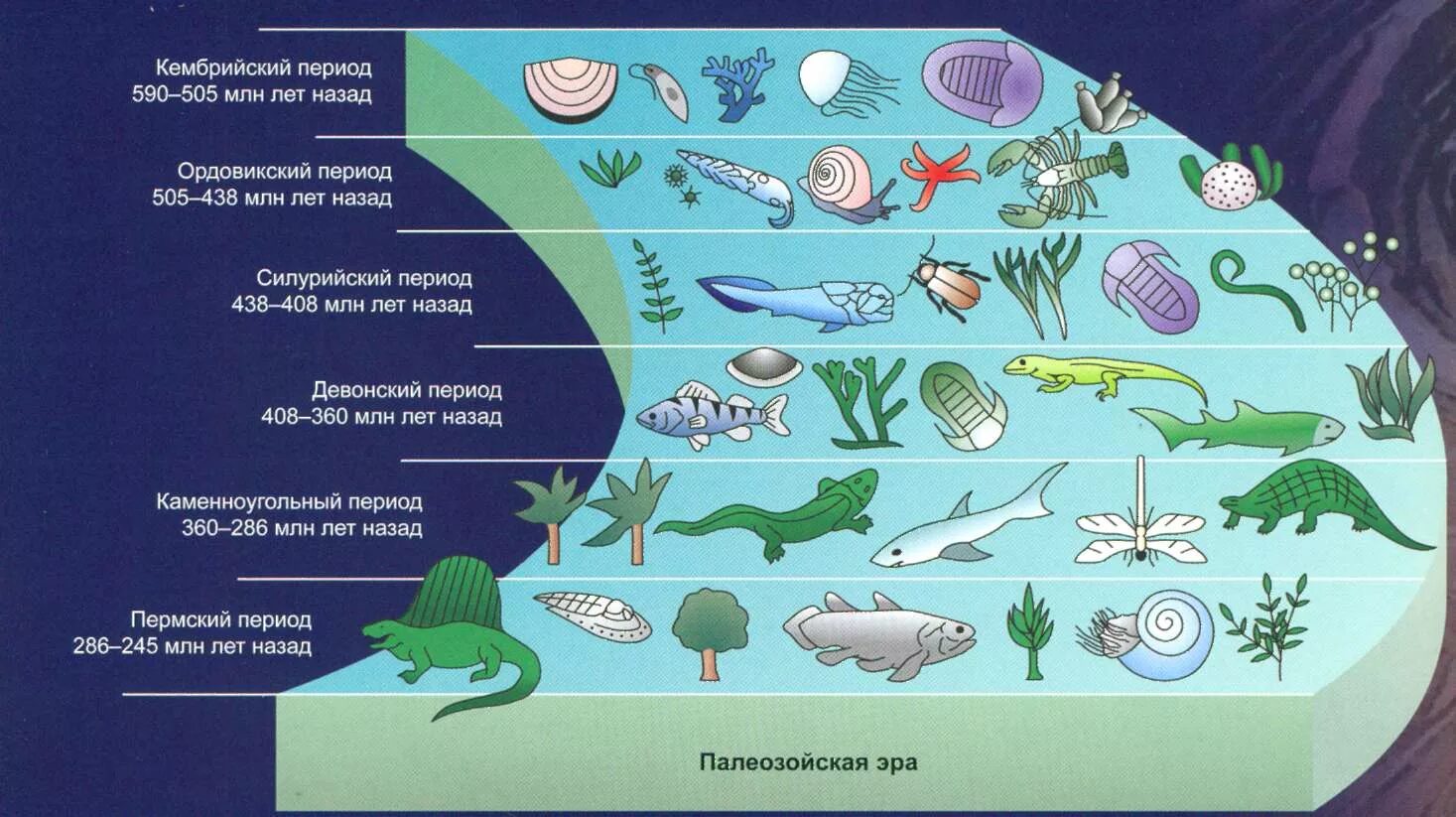 Последовательность возникновения живых организмов. Кембрийский период палеозойской эры.