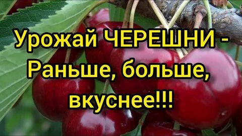 Чем подкармливать черешню весной для хорошего урожая