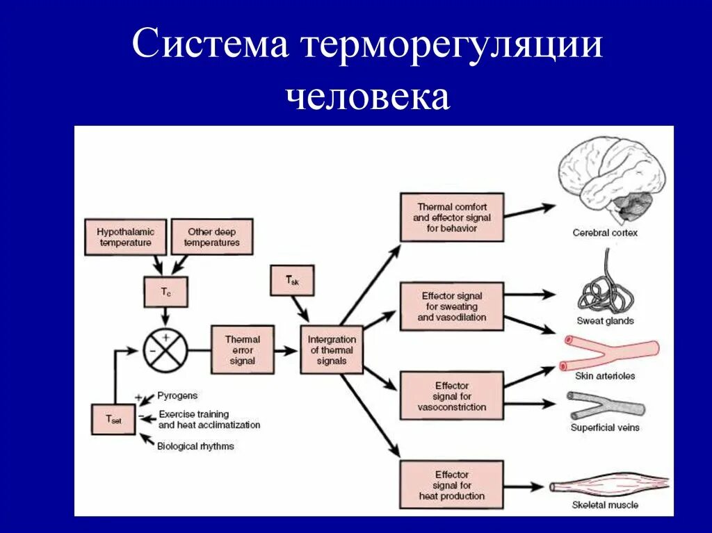 Механизм терморегуляции человека схема. Центры терморегуляции физиология. Регуляция температуры тела схема. Процесс терморегуляции организма.