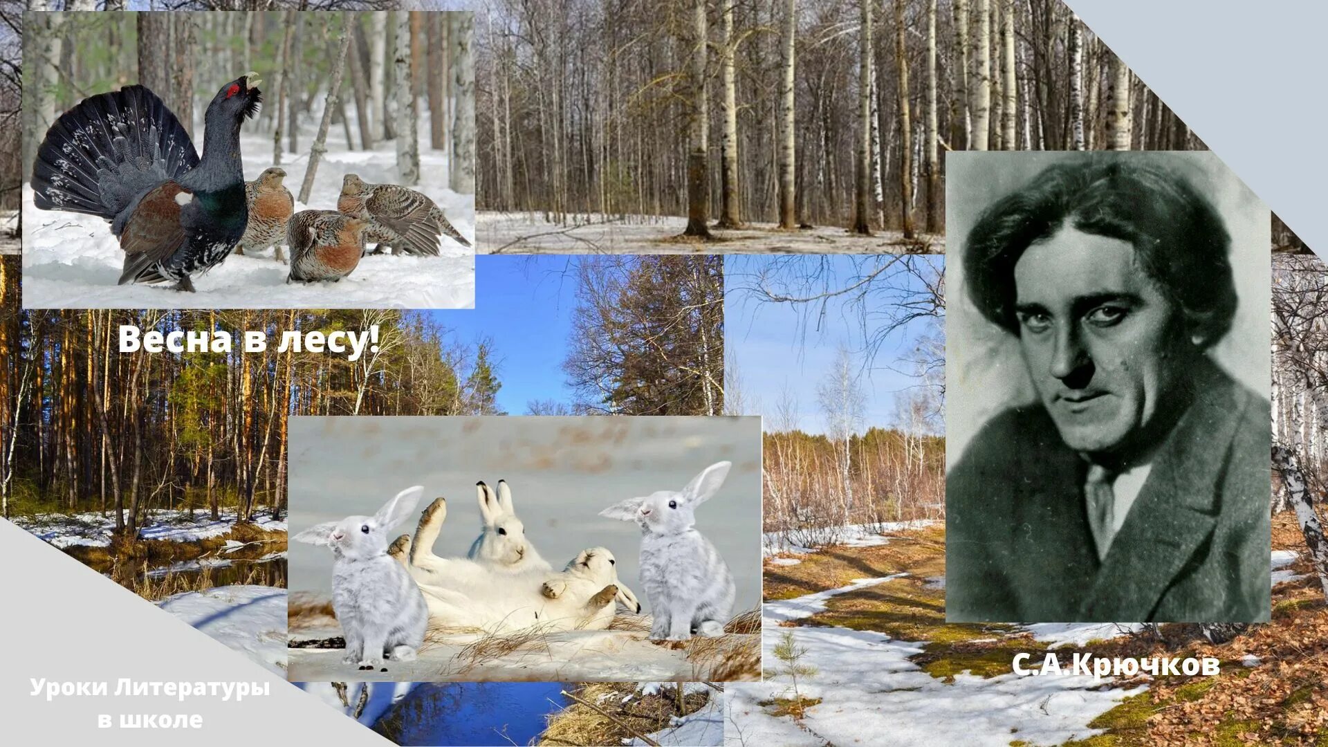 в лесу клычков