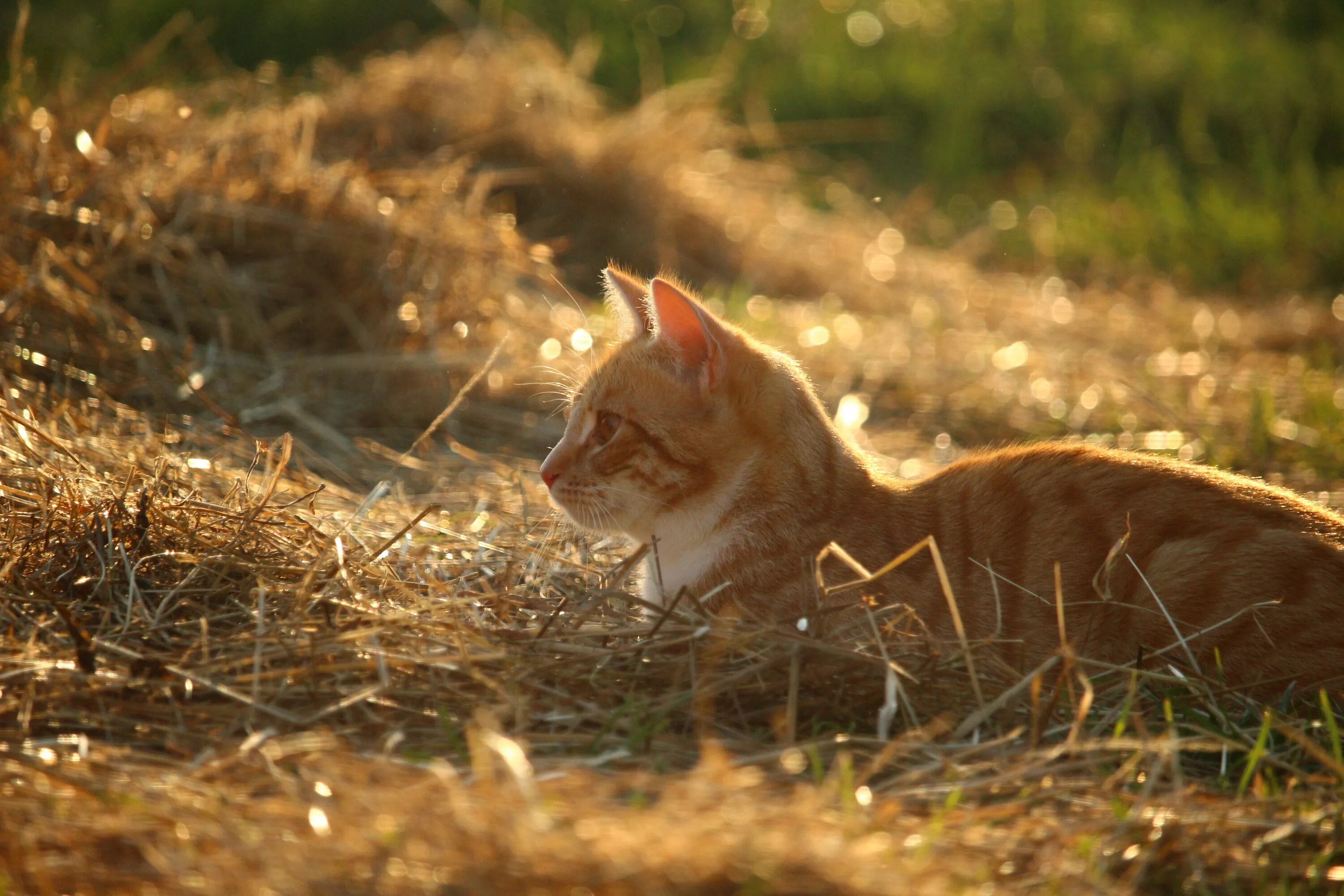Cat field